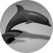 Schwarzer Delphin